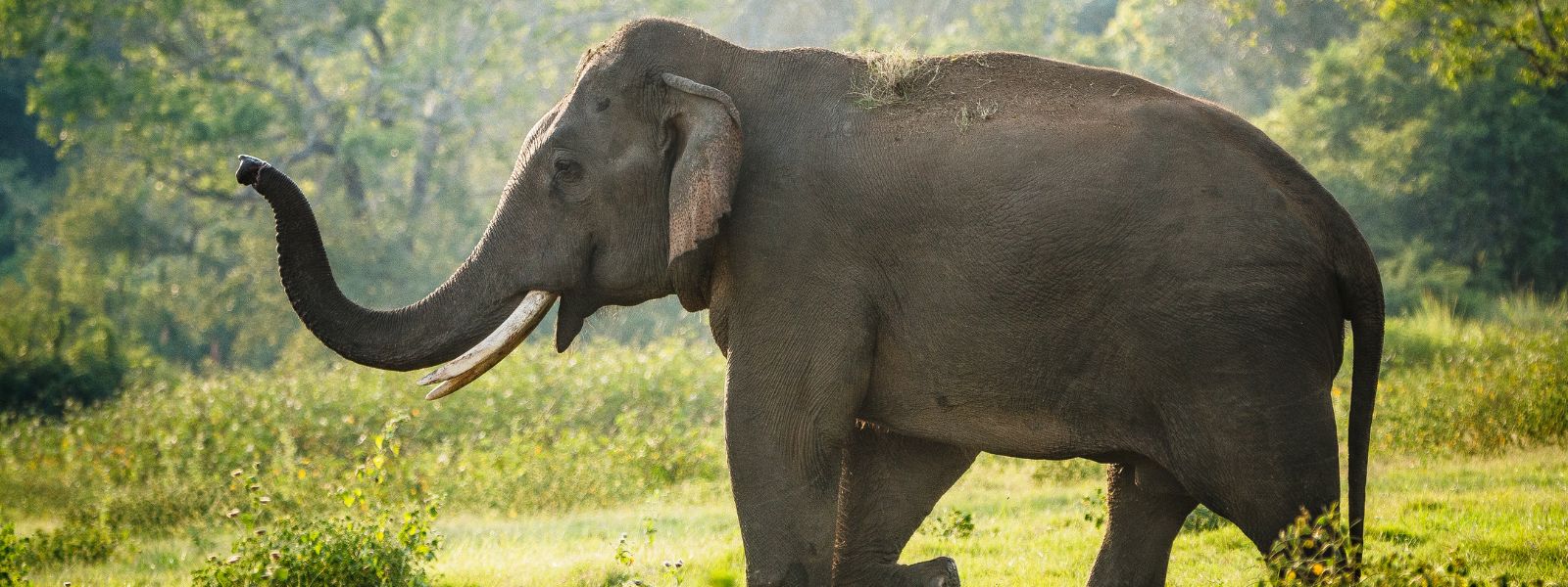 Tame Elephant Injured In Collision With Tipper